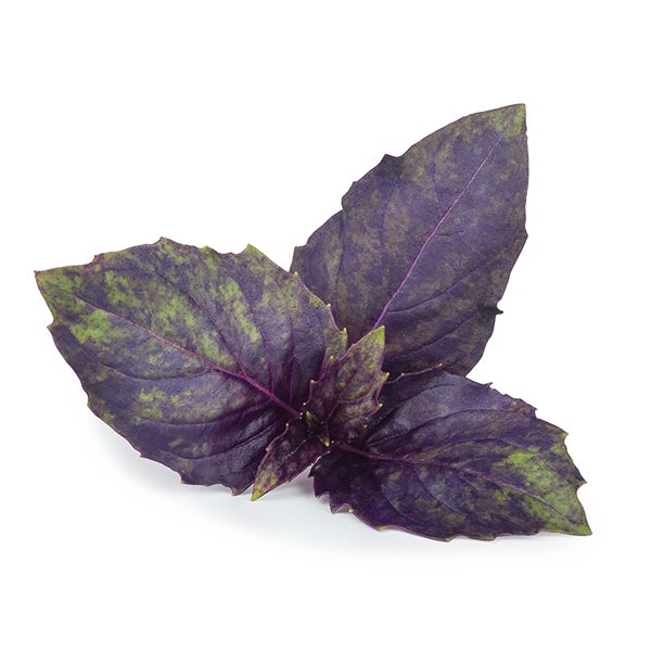 purple-basil
