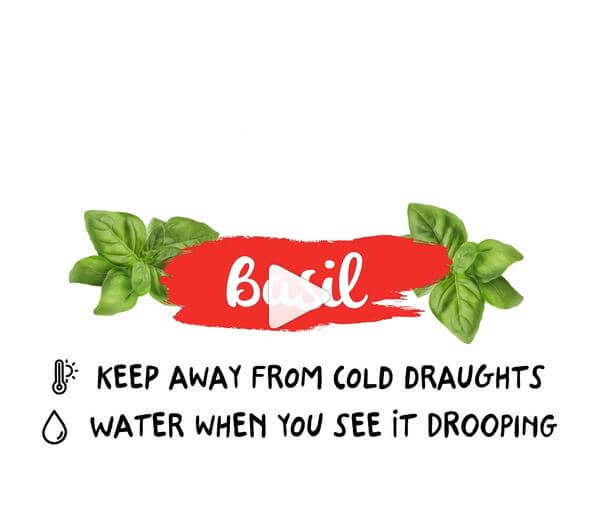 BasilKing