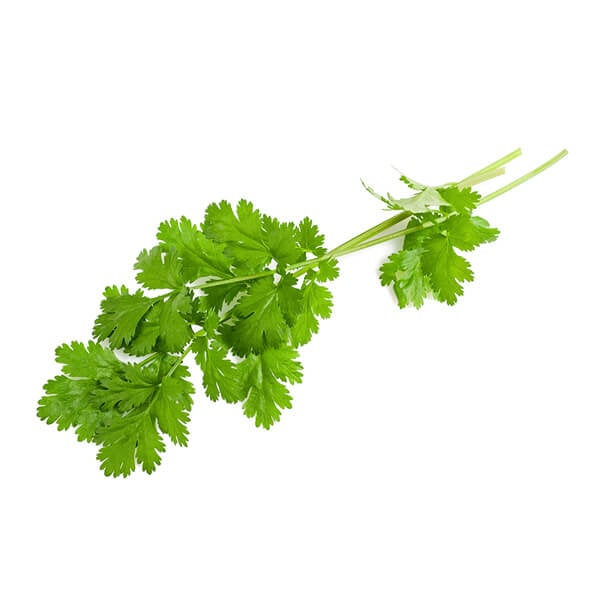 coriander-1.jpg
