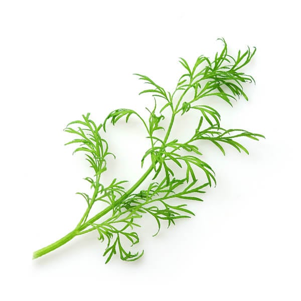 dill-1.jpg