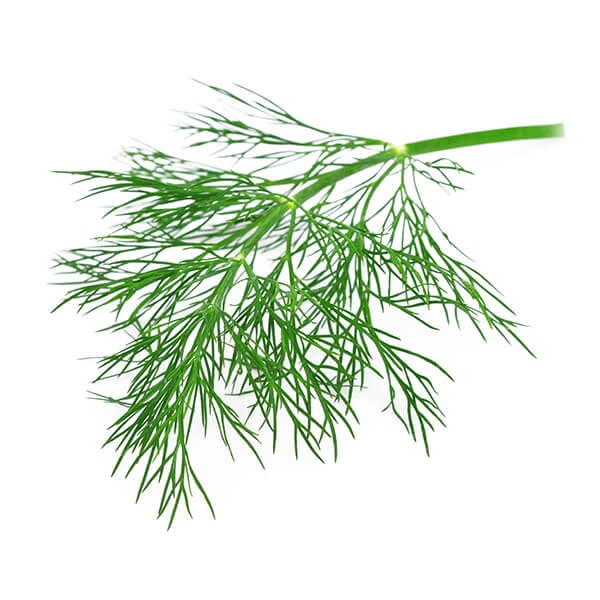 fennel-1.jpg