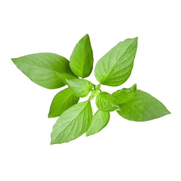 lemon-basil-1.jpg