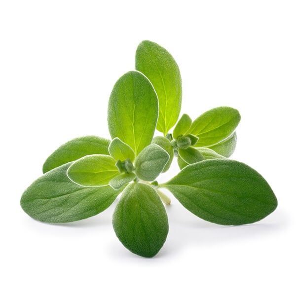 marjoram-1.jpg