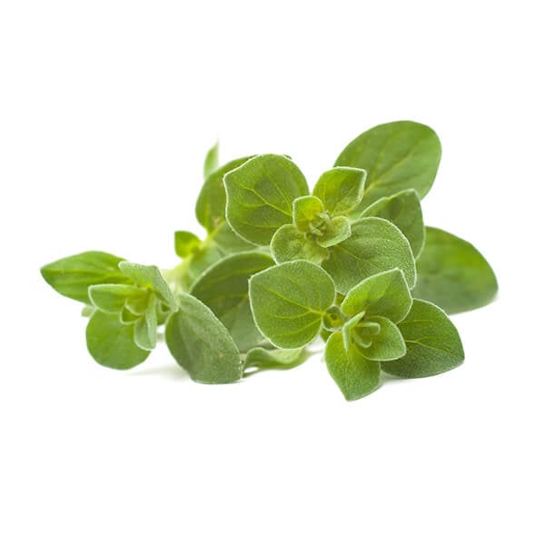 oregano-1.jpg