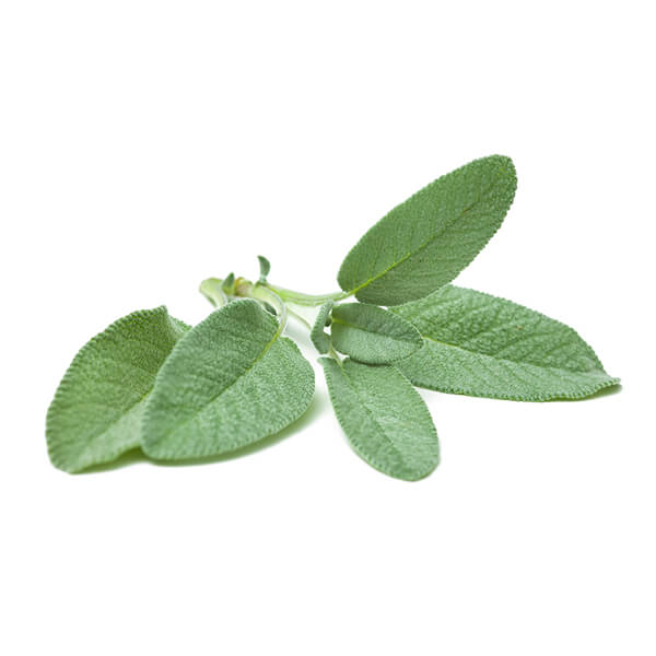 sage-1.jpg