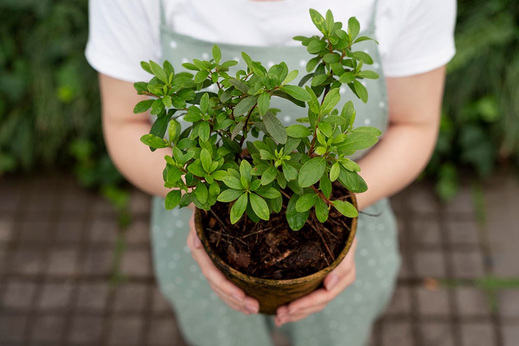 Woman holding herbs