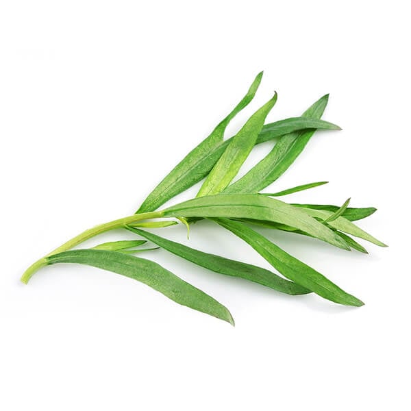 tarragon-1.jpg
