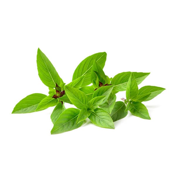 thai-basil-1.jpg