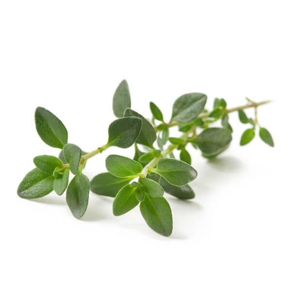 thyme-1.jpg